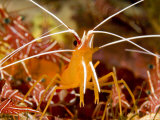 Buy Cleaner Shrimp Perches on an Exposed Rock, Waiting for Customers, Bali, Indonesia at AllPosters.com