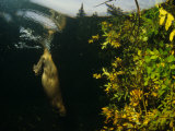 Beaver Diving near Food Cache, Alaska