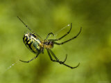 Close View of Cobweb Weaver Spider, Groton, Connecticut