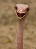 Closeup of a Female, Captive Ostrich