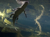 American Alligators from the Omaha Zoo's Desert Dome, Nebraska