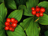 Bunchberry, Alaska