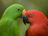 Buy Closeup of Male and Female Eclectus Parrots, Respectively at AllPosters.com
