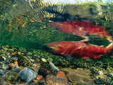 Chinook Salmon Swimming Up Spawning Stream in Copper River Basin, Alaska