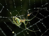 Close View of Cobweb Weaver Spider in his Dew-Covered Web, Groton, Connecticut