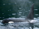 Close-Up of Killer Whale in Johnstone Strait near Vancounver Island, British Columbia, Canada