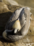 Closeup of a Brown Pelican Asleep on a Rock, California