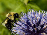Bee on a Purple Flower, Groton, Connecticut