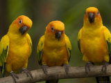 Closeup of Three Captive Sun Parakeets