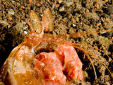Buy Closeup of Spearing Mantis Shrimp, Bali, Indonesia at AllPosters.com
