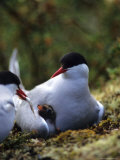 Arctic Tern Offers Fish to Day Old Chick, Alaska