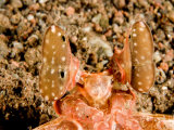 Buy Closeup of Eyes of a Spearing Mantis Shrimp, Bali, Indonesia at AllPosters.com