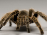 Chilean Rose Tarantula at the Lincoln Children's Zoo, Nebraska
