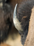 Bison Grazes on the Wiedderick Ranch near Malta, Montana