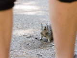 California Ground Squirrel Stands his Ground