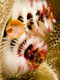 Buy Closeup of Christmas Tree Worms, French Polynesia at AllPosters.com