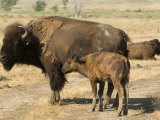 Bison Graze on the Wiedderick Ranch near Malta, Montana