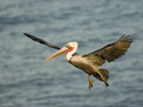 Brown Pelican in Flight, California