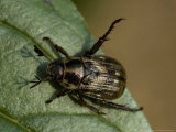Close View of a Beetle on a Leaf, Groton, Connecticut