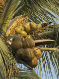 Coconuts Cluster at Los Tules Resort in Puerto Vallarta, Mexico