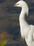 Closeup of a Snowy Egret, Sanibel Island, Florida