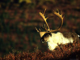 Caribou Bull