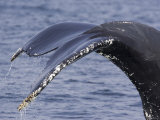 Closeup of a Humpback Whale's Tail, Massachusetts