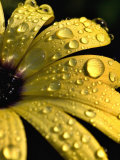 Close View of Water Drops on an Osteospermum Hybrid, Groton, Connecticut