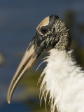 Closeup of a Wood Stork, Sanibel Island, Florida