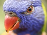 Closeup of a Rainbow Lorikeet, Singapore