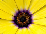 Buy Close View of Osteospermum Flower in Bloom, Groton, Connecticut at AllPosters.com