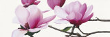 Buy Apollo I at AllPosters.com