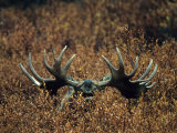 Bull Moose Lifts its Head to Smell, Alaska