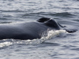 Closeup of a Humpback Whale Breathing, Massachusetts