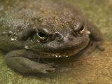 Colorado River Toad from the Henry Doorly Zoo, Omaha Zoo, Nebraska