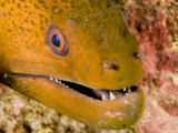 Buy Closeup of a Giant Moray Eel, French Polynesia at AllPosters.com