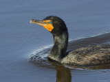 Closeup of a Double-Crested Cormorant, Sanibel Island, Florida