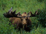 Bull Moose in Velvet, Alaska
