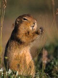 Arctic Ground Squirrel Feeds on Grass Seeds, Alaska