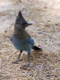Closeup of a Stellar's Jay, California