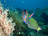 Buy Closeup of a Brightly Colored Crescent Wrasse, Bali, Indonesia at AllPosters.com