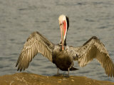 Brown Pelican with Wings Outstretched, California