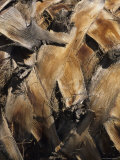 Buy Close View of Palm Tree Bark at AllPosters.com