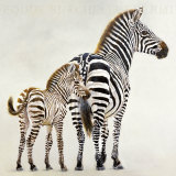 Zebre et Son Petit de Ndutu