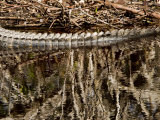 American Alligator Surfacing from a Pond, Sanibel Island, Florida