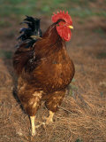 Bantam Hen Walks on Hay Outdoors