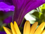 Close View of Purple Petunia and Yellow Symphony Osteospermum, Groton, Connecticut