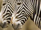 Closeup of Two Grevys Zebra's Faces