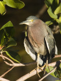 Closeup of a Green Heron on a Tree Branch, Sanibel Island, Florida