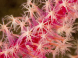 Closeup of Pink Corl Polyps, Bali, Indonesia